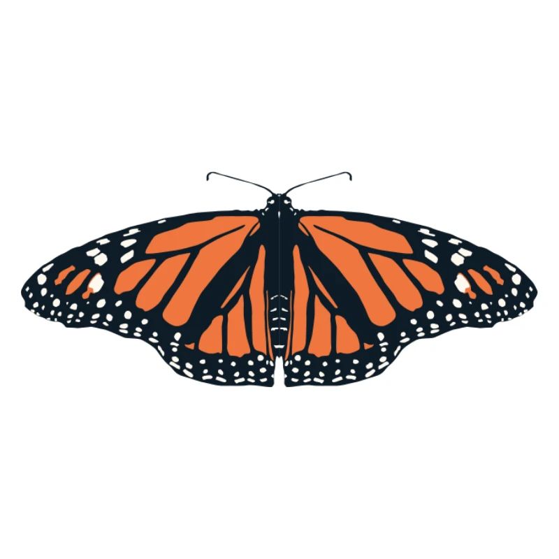 Papillons : Le papillon monarque