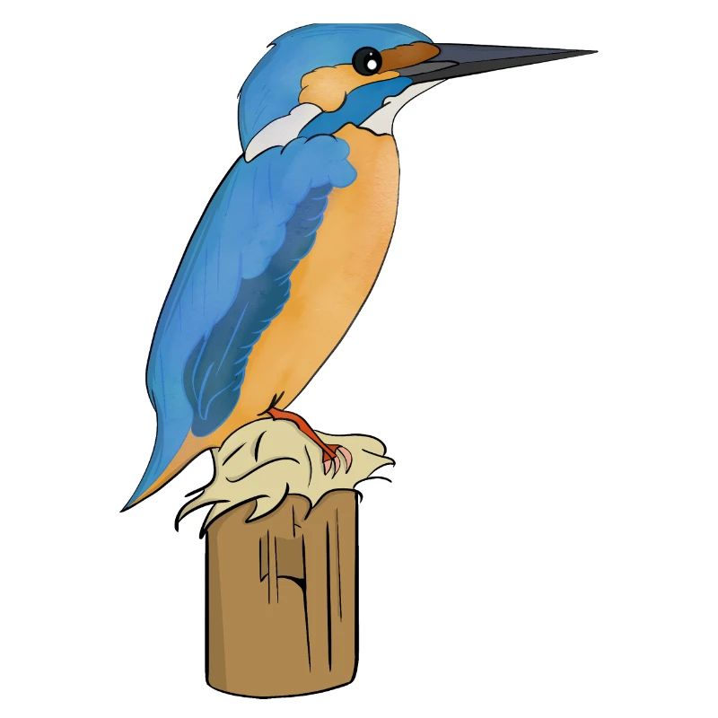 Eisvogel Vogel