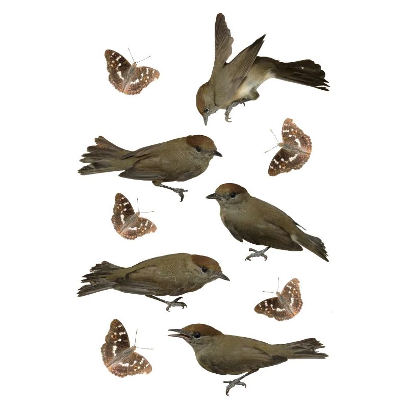 Passerine Blackcap with Schiller Butterfly