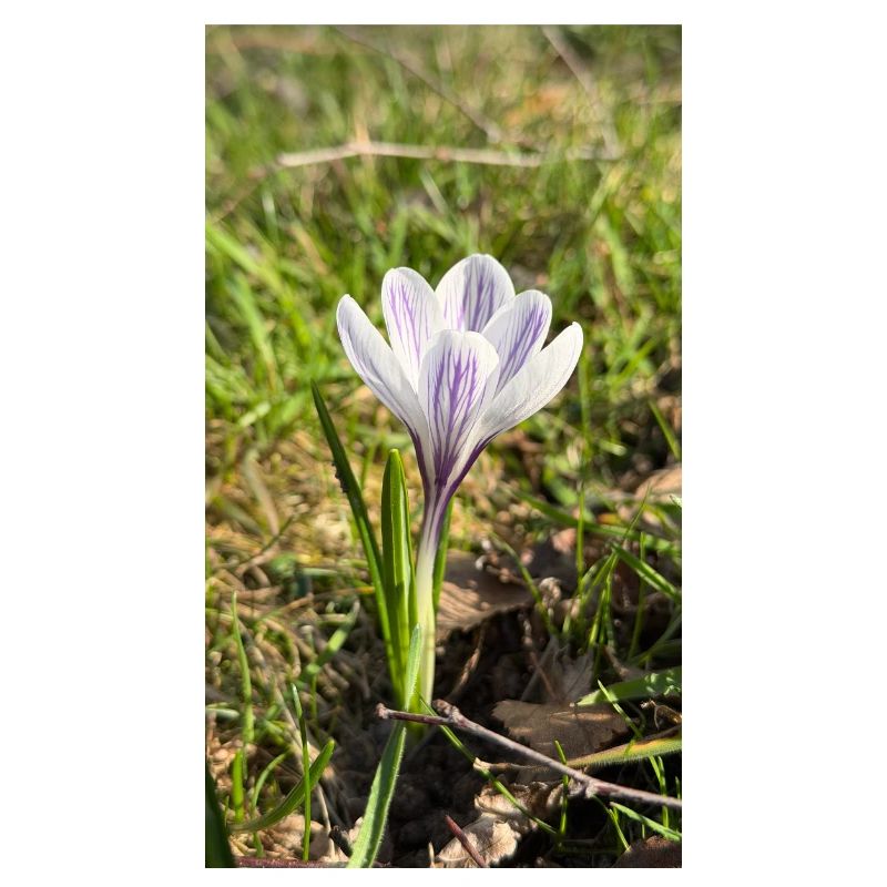 crocus