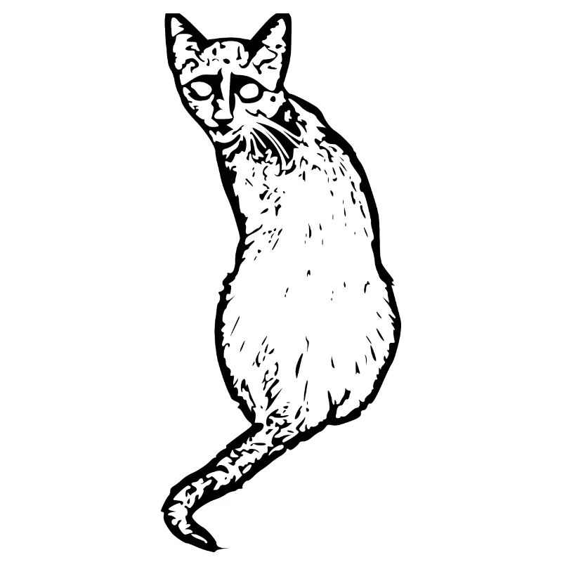 Cat black