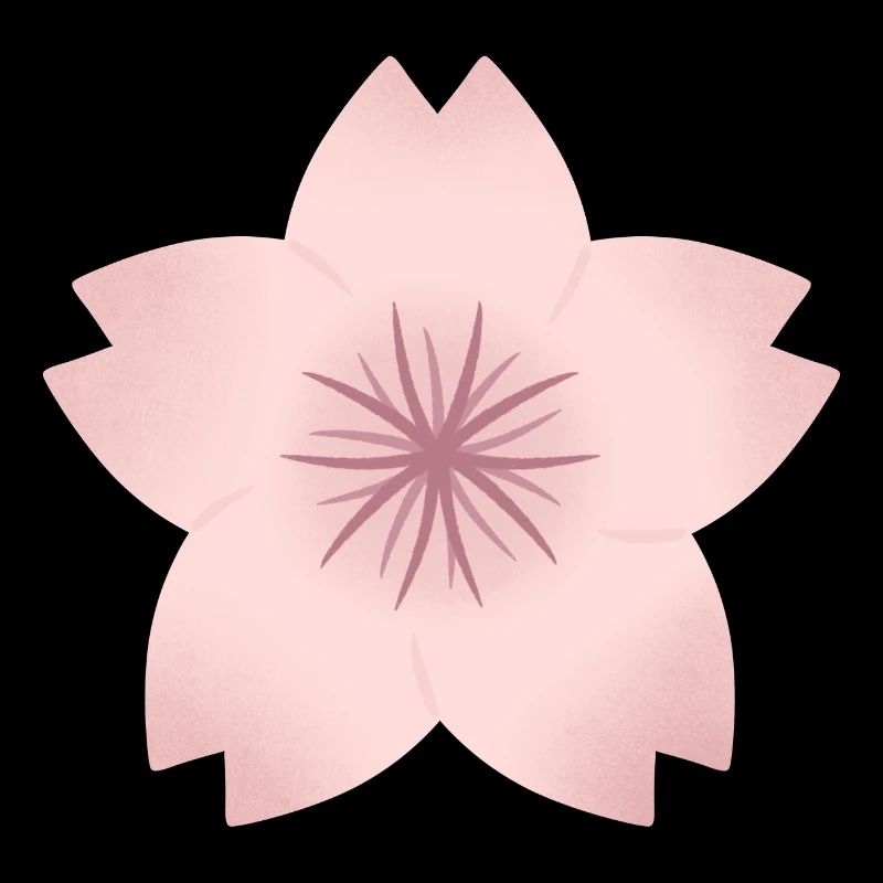 Blush Cherry Bloom