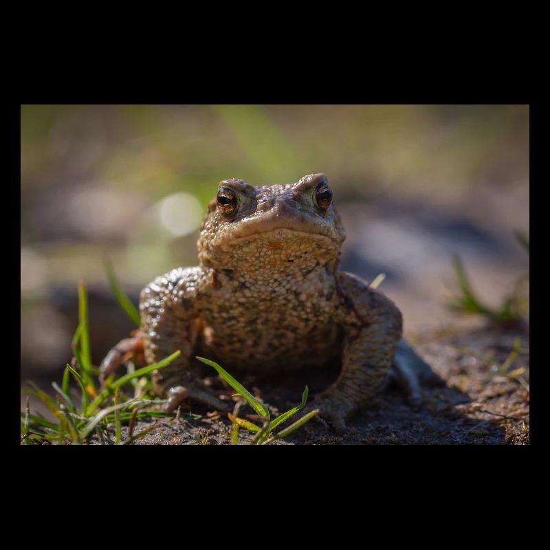 Gros plan d’un crapaud terrestre - Affiche