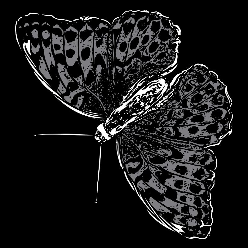 Aile de papillon Papillon Papillon