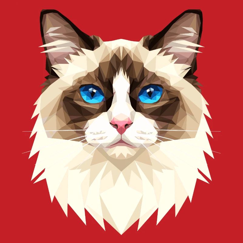 Ragdoll Chat Ragdoll Chat Mignons Chats Ragdoll