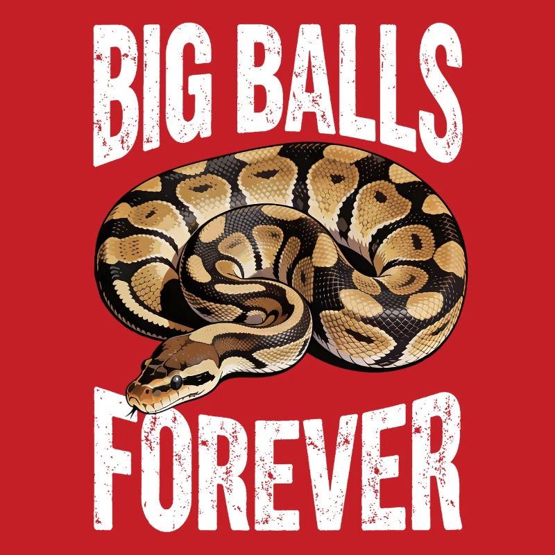 Königspython Schlangen Liebhaber Terrarium Python