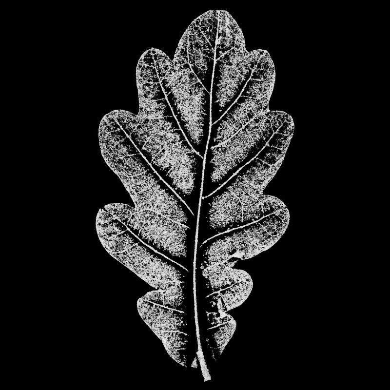 Blatt EICHE / Eichenblatt WEISS