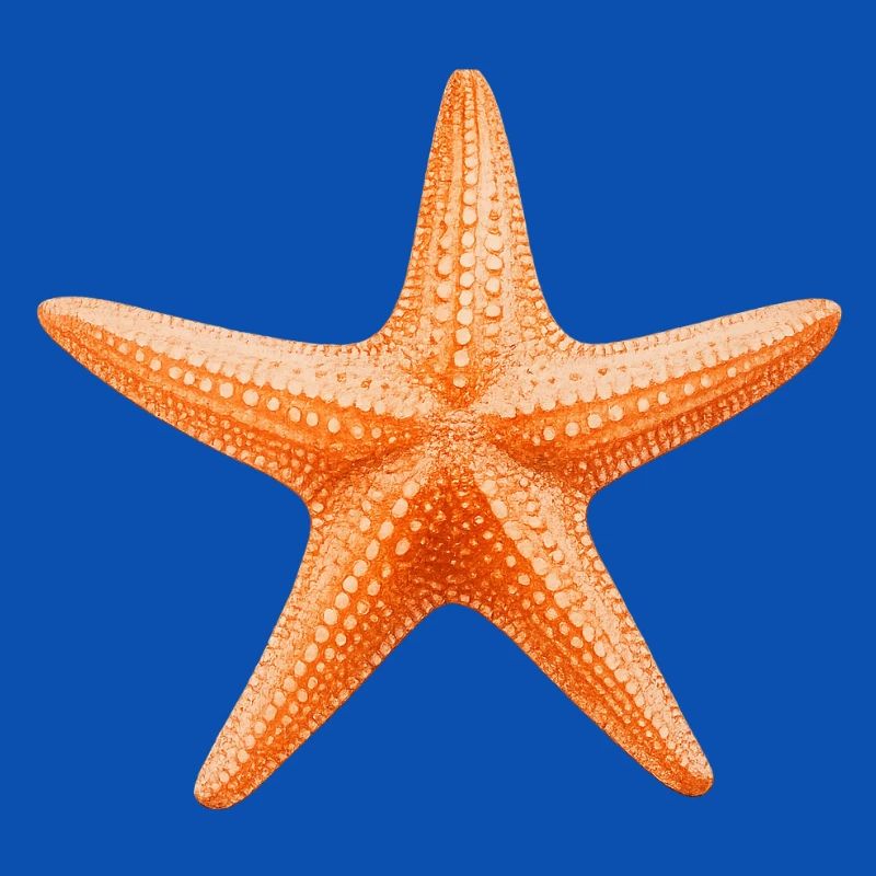 Conception de la plage Orange Starfish