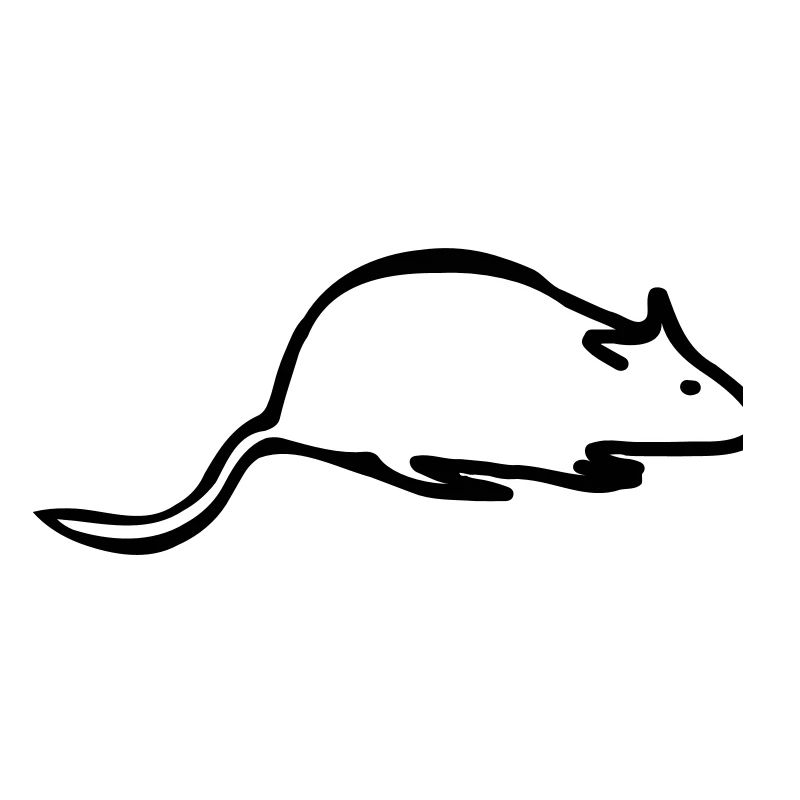 ratte