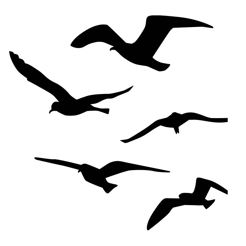Seagull