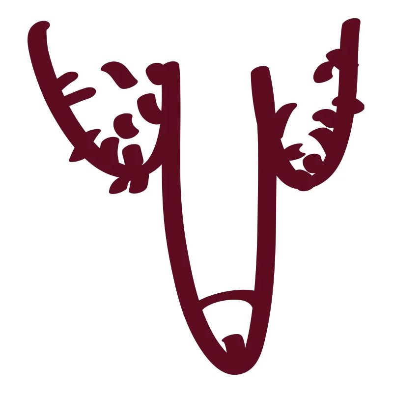 penis