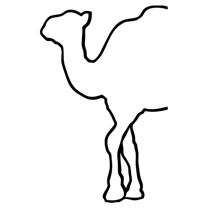 Camel - Kamel - Dromedar