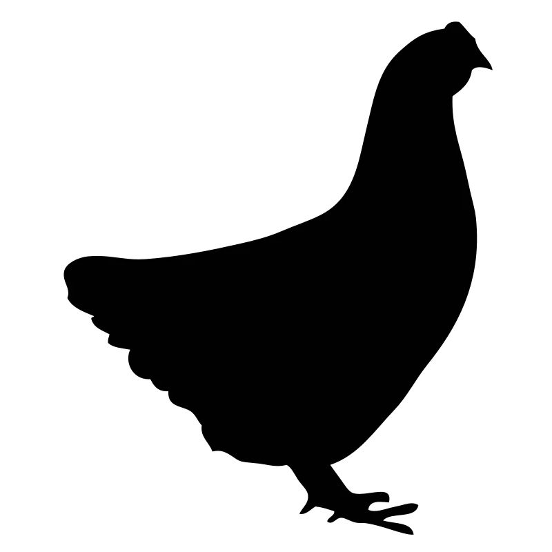poule chicken2