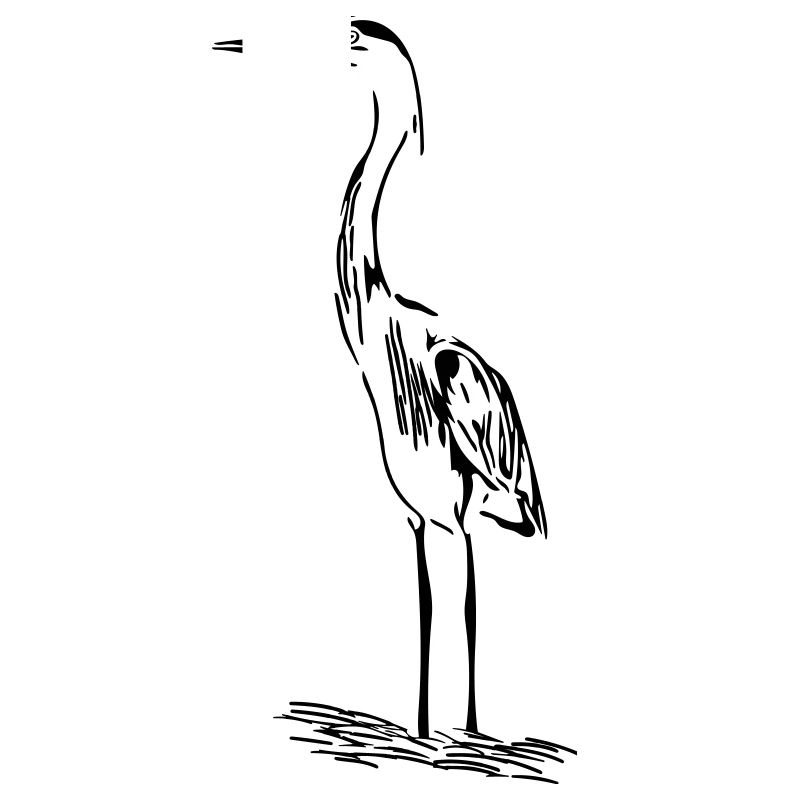 Elegant heron