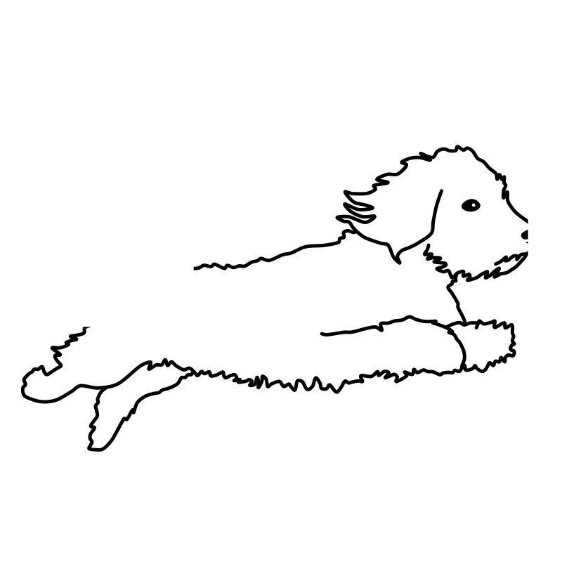 Wire-haired dachshund flying