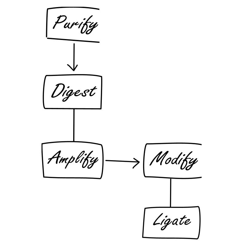Molecular Biology Protocol