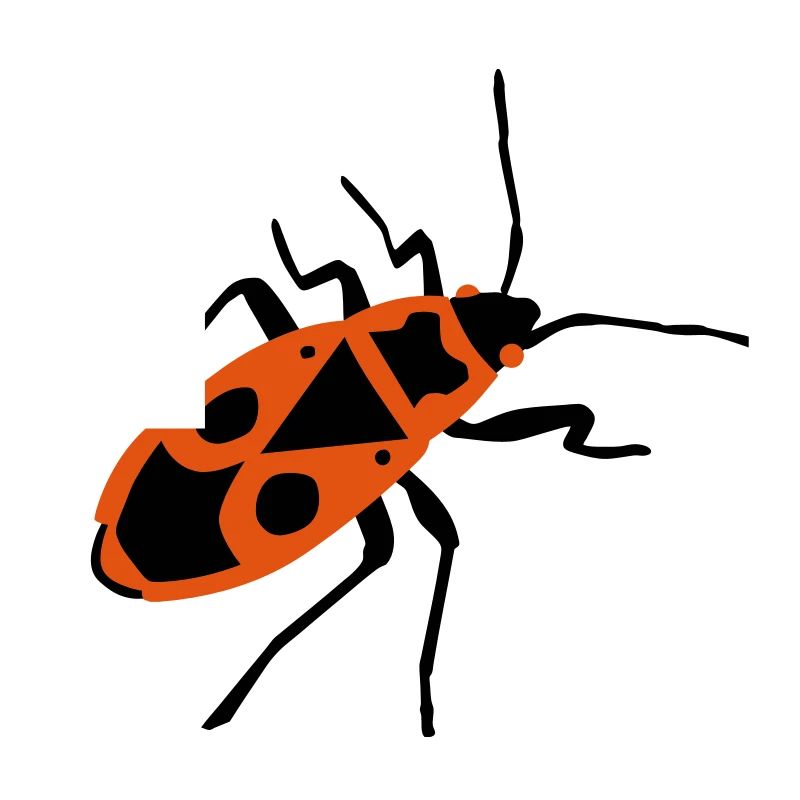Fire beetle - insect - Firebug