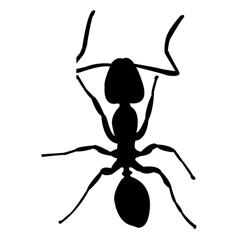 ant crawling