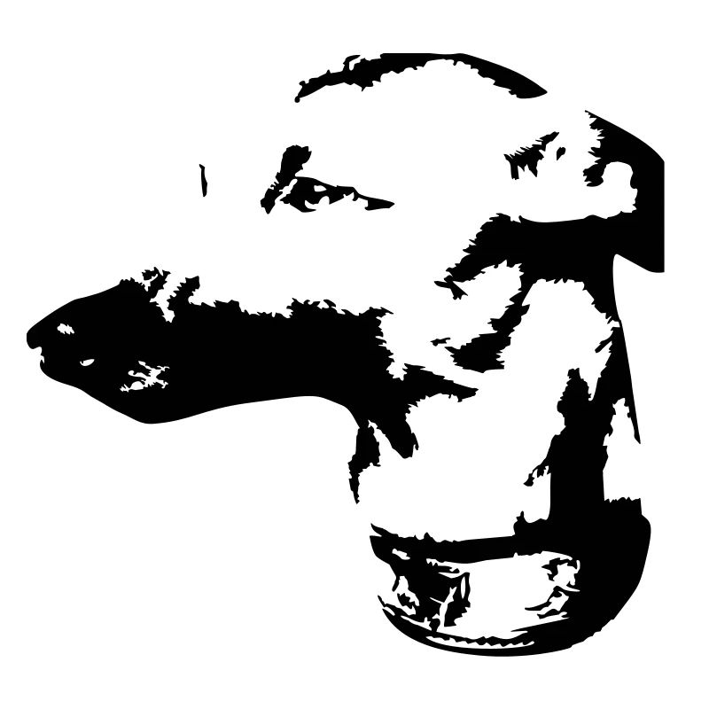 Whippet head