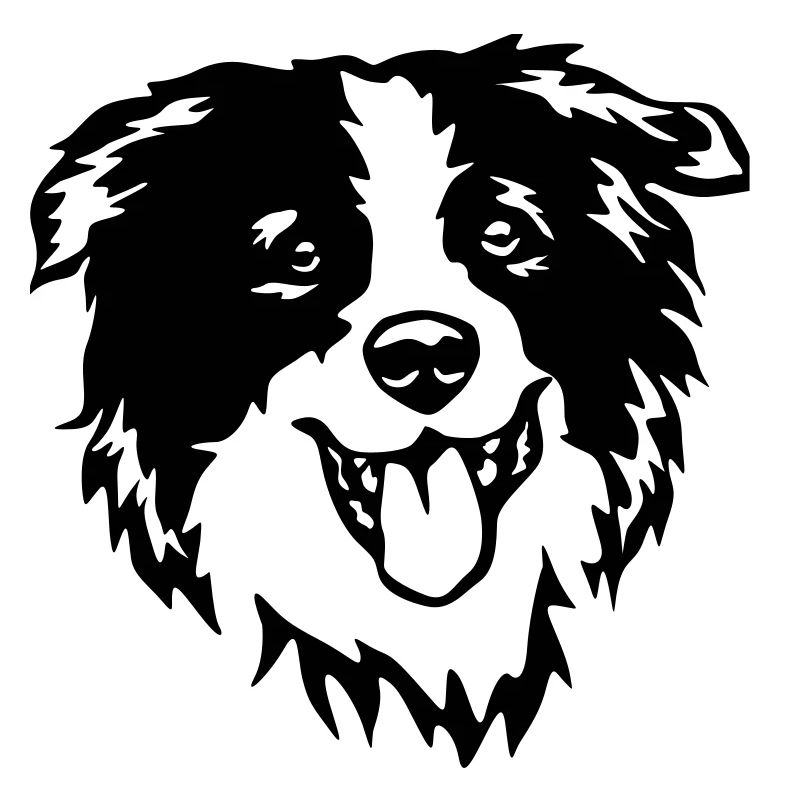 Border Collie Kopf