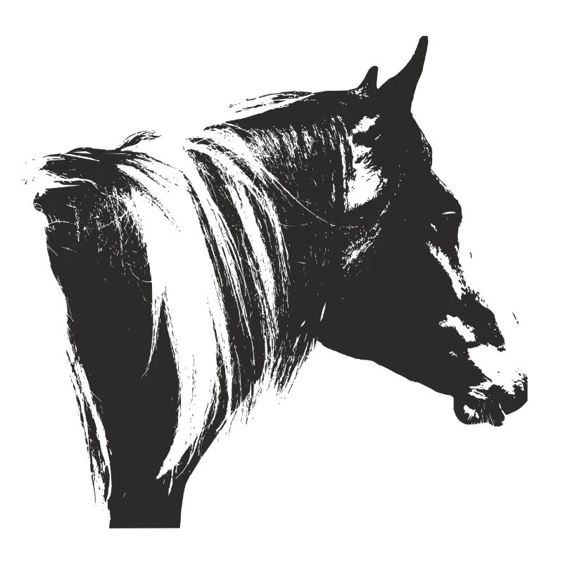 Lewitzer Schecke, Cheval Schecke, Équitation Pinto