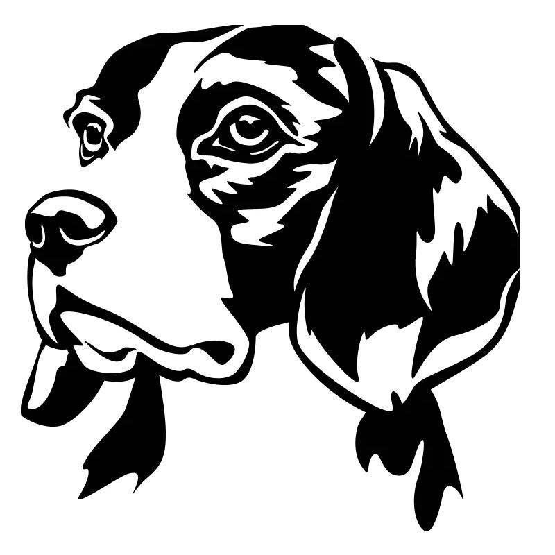 Beagle head