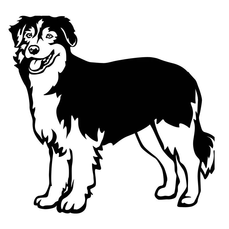 Australian Shepherd