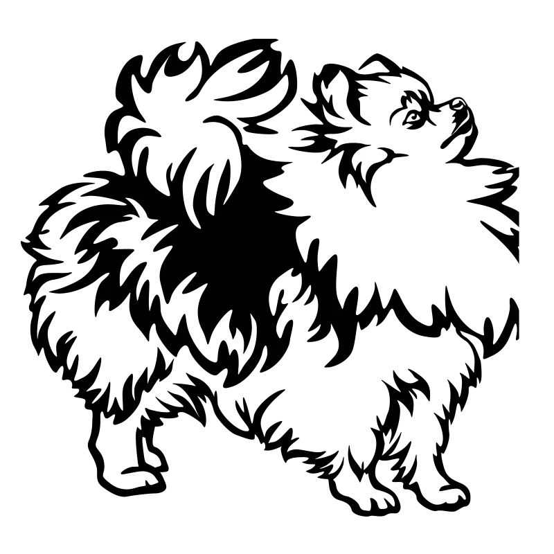 Zwergspitz