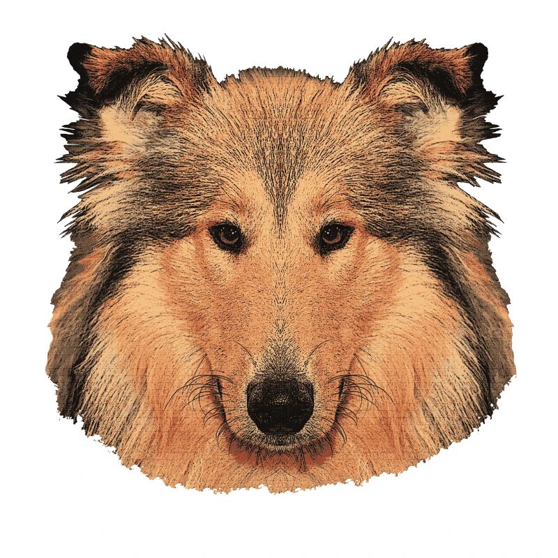 hunde tees mädchen, langhaar collie