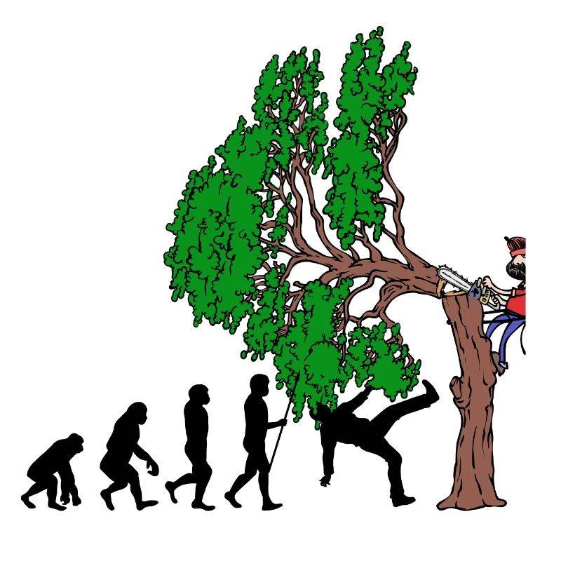 Tree Evolution Wood Lumberjack Lumberjack Forest