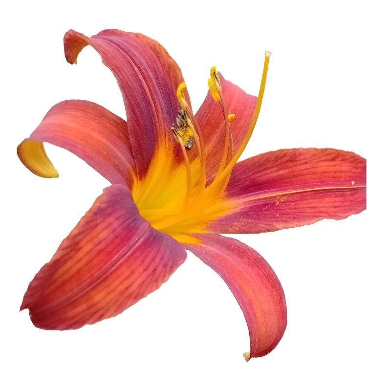 Explosion de couleurs Lilienfunken