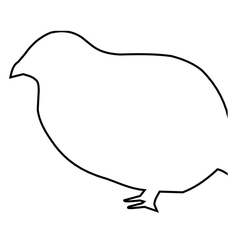 Caille