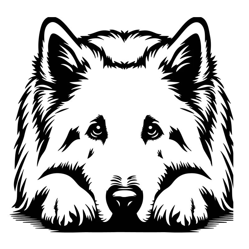 Schweizer Schäferhund