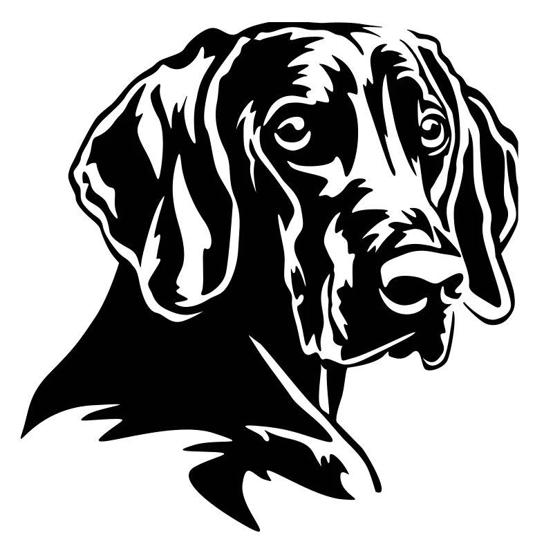 Weimaraner Head