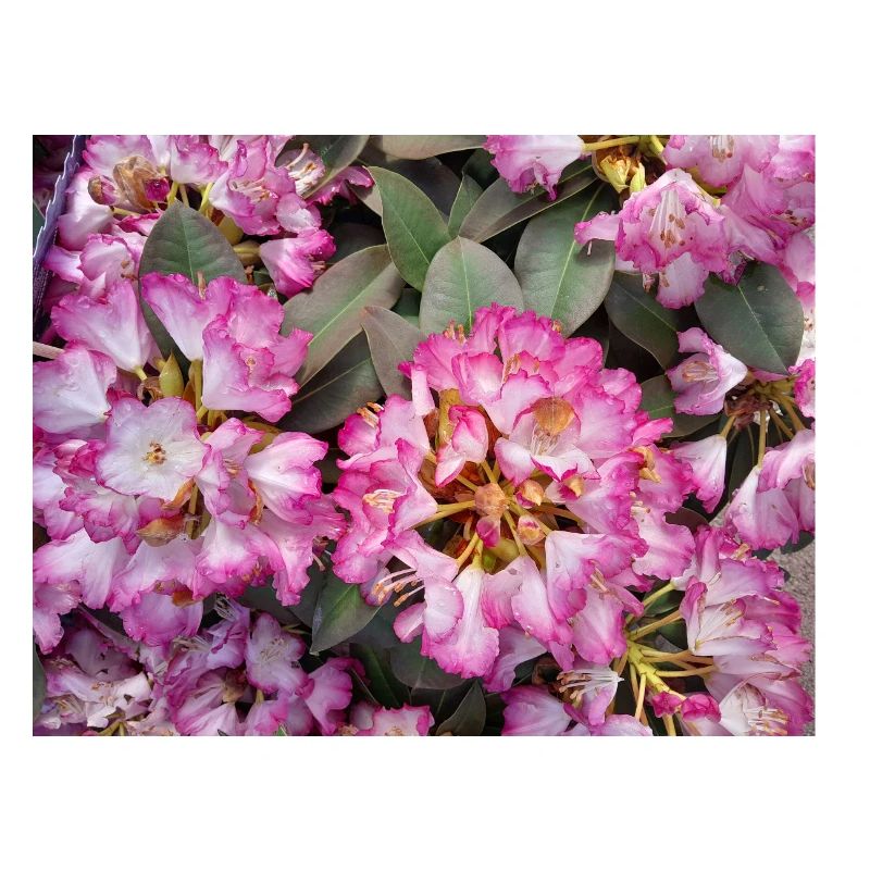 Rhododendron Rose Éclatant