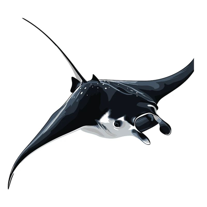 Rochen Mantarochen