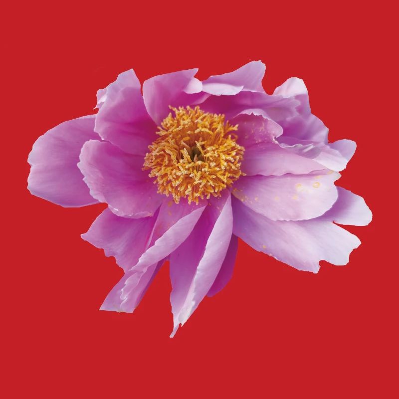 Peony_Dancing_in_Wind
