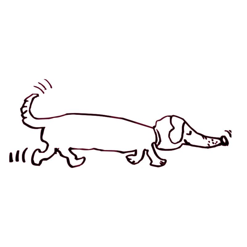 drôle teckel, teckel, chien, teckel