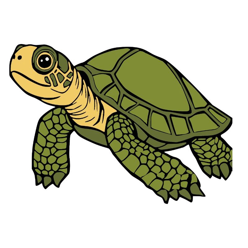 Turtle Turtles