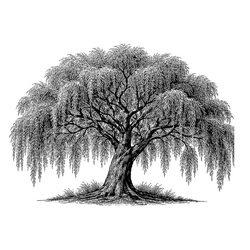 weeping willow