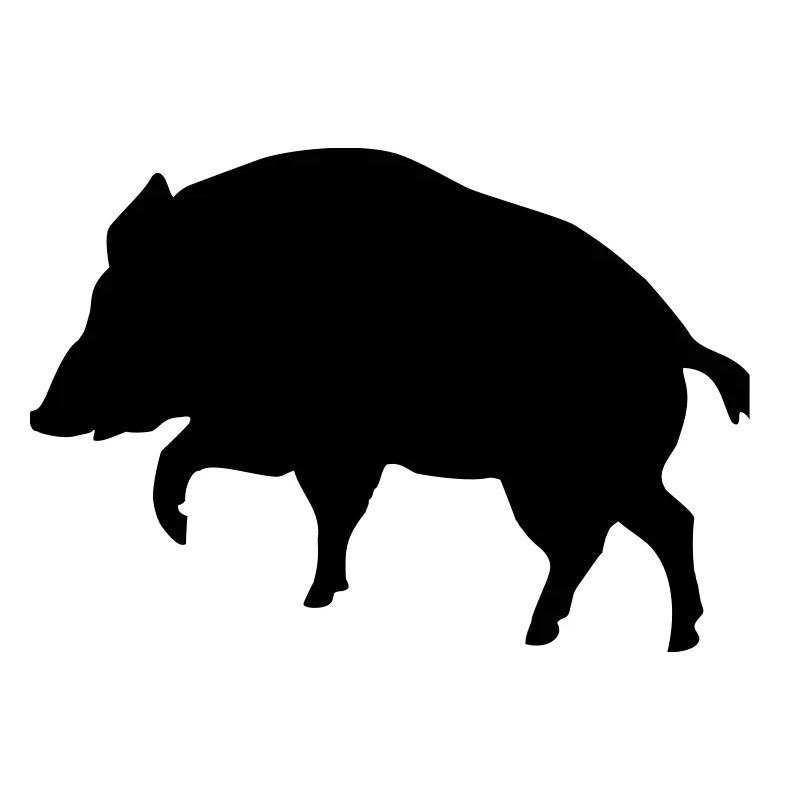 boar