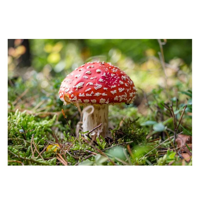 Toadstool