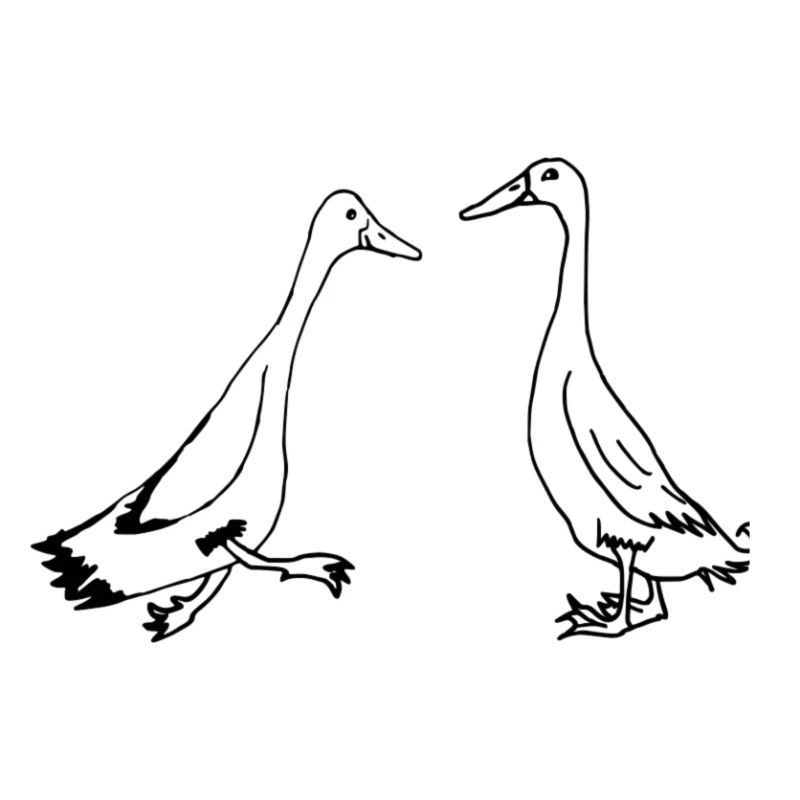 Funny runner ducks