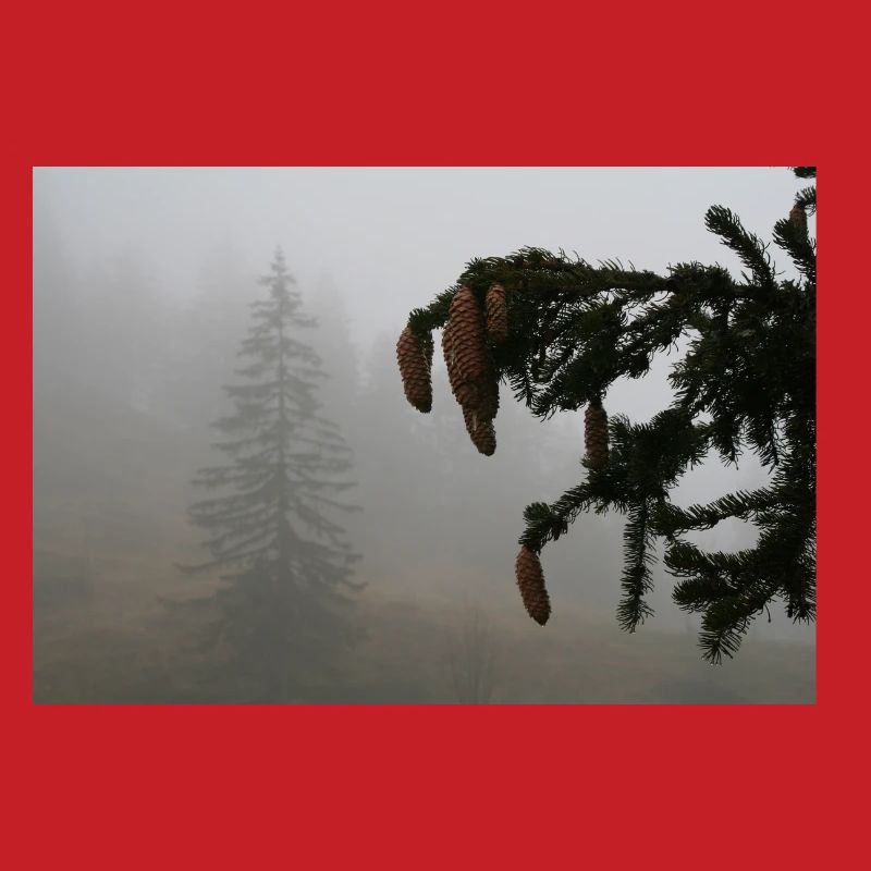 Cloud Forest Cone Magic / Feldberg