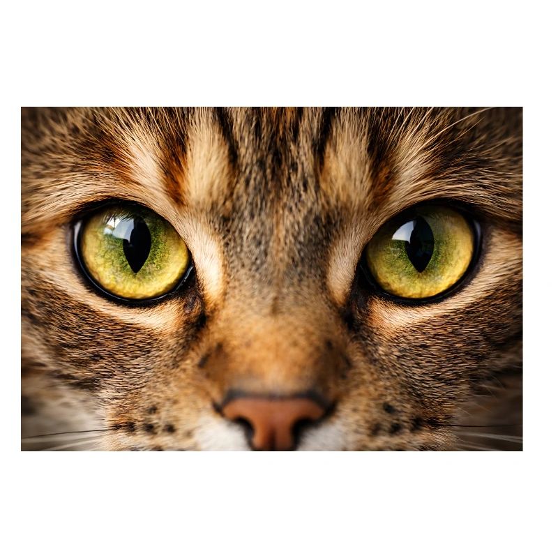 Cat Eye Close Up