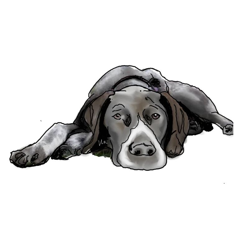 Pointer Deutsch Kurzhaar