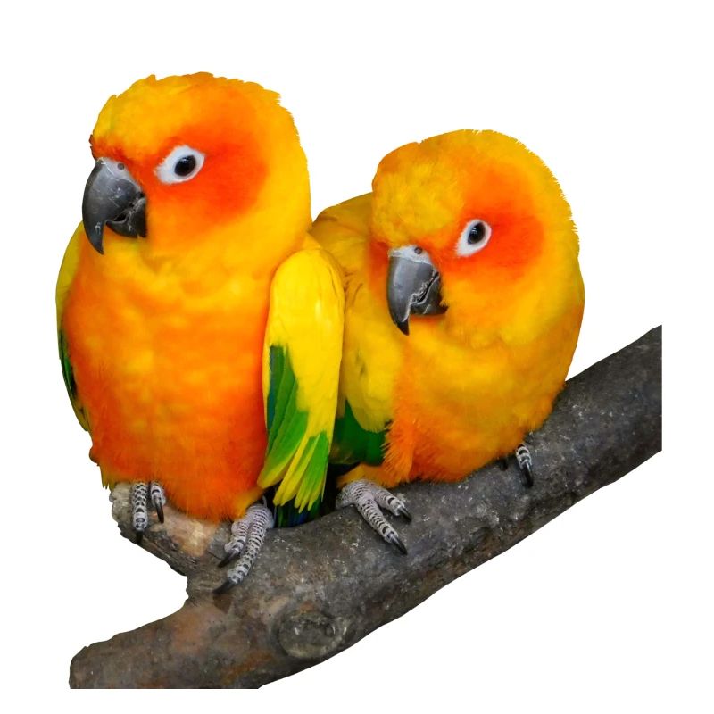 birds