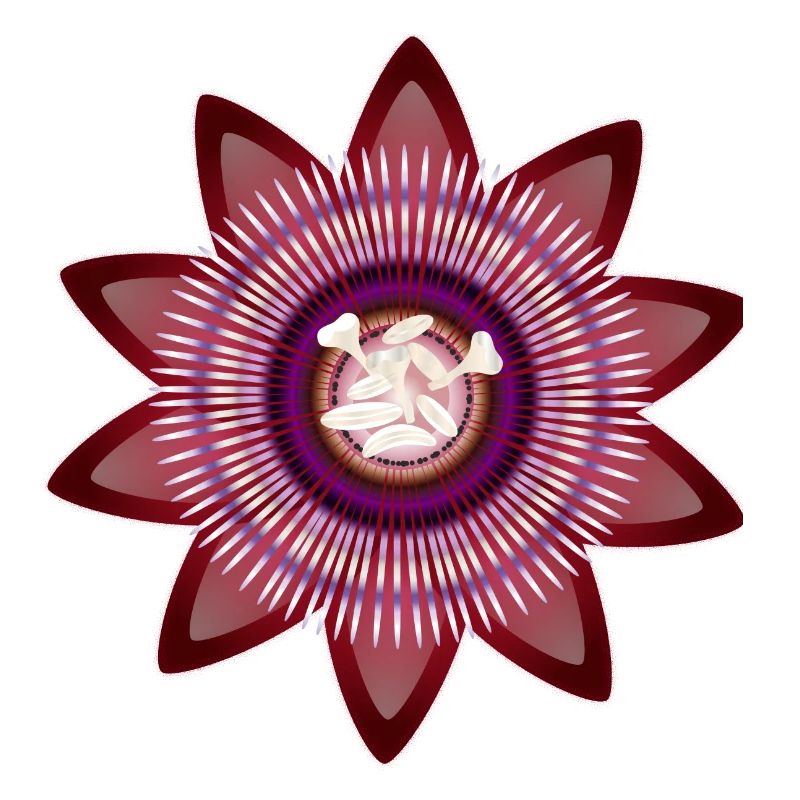 Kunstvolle Blüte einer roten Passionsblume