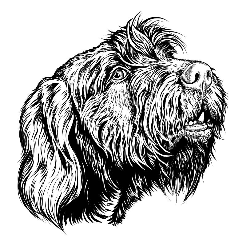 Pudelpointer redet mit