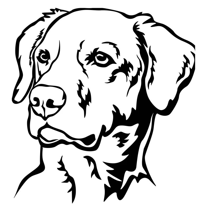 Labrador Head